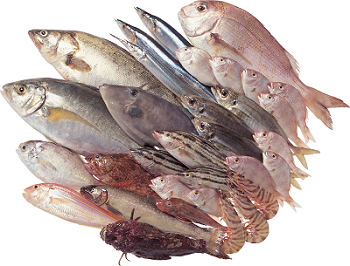 МИ рынка рыболовства, рыбоводства (аквакультуры) и кормов для аквакултуры за 2015-2019 гг.