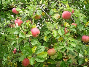 Рынок яблок за 2011-2015 гг.